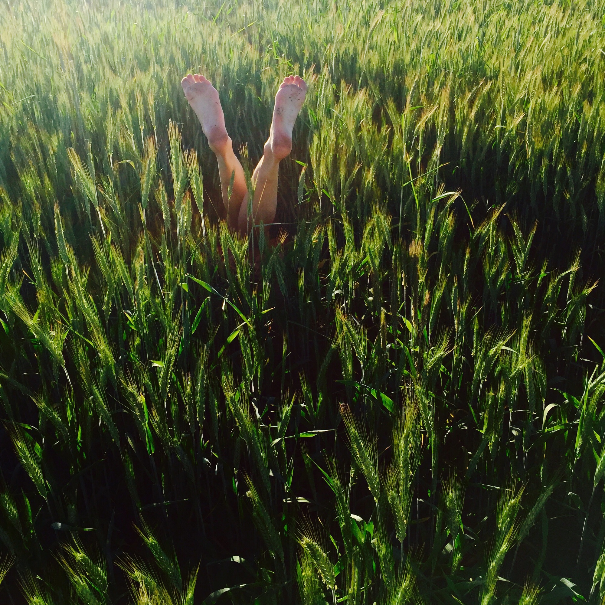 Nature in summer