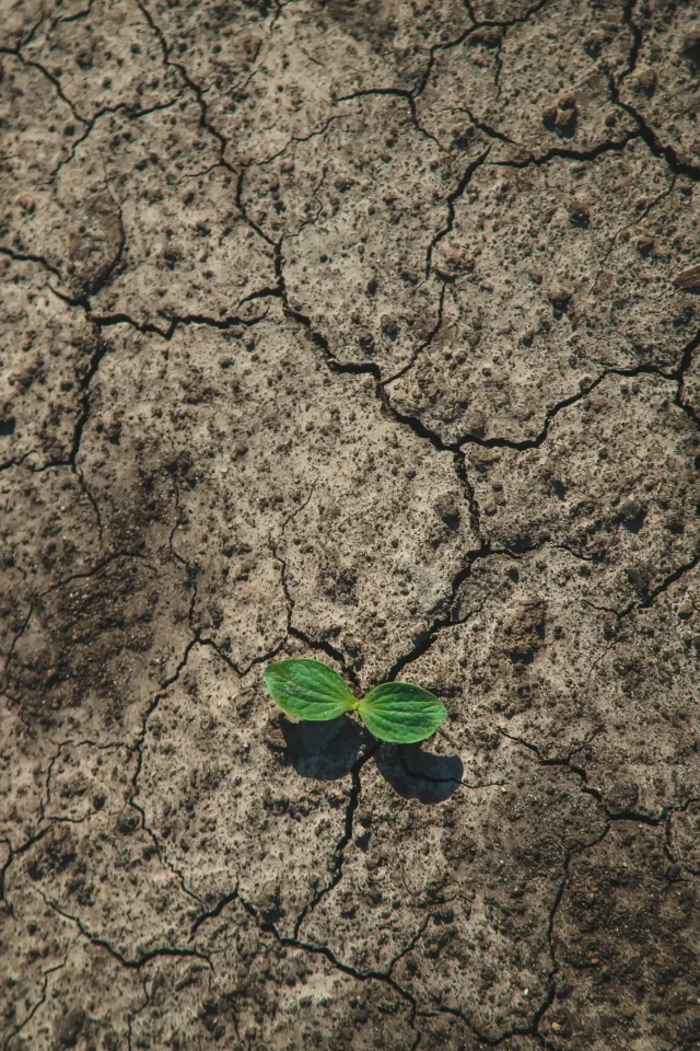 a-sprout-grows-in-dry-soil-selective-focus-2024-12-19-17-49-18-utc (1)
