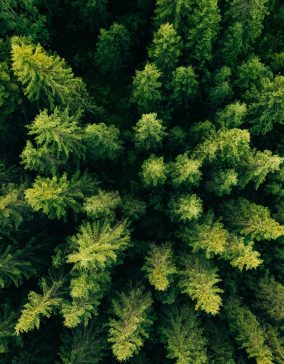 Aerial top view of summer green trees in forest in rural Finland.