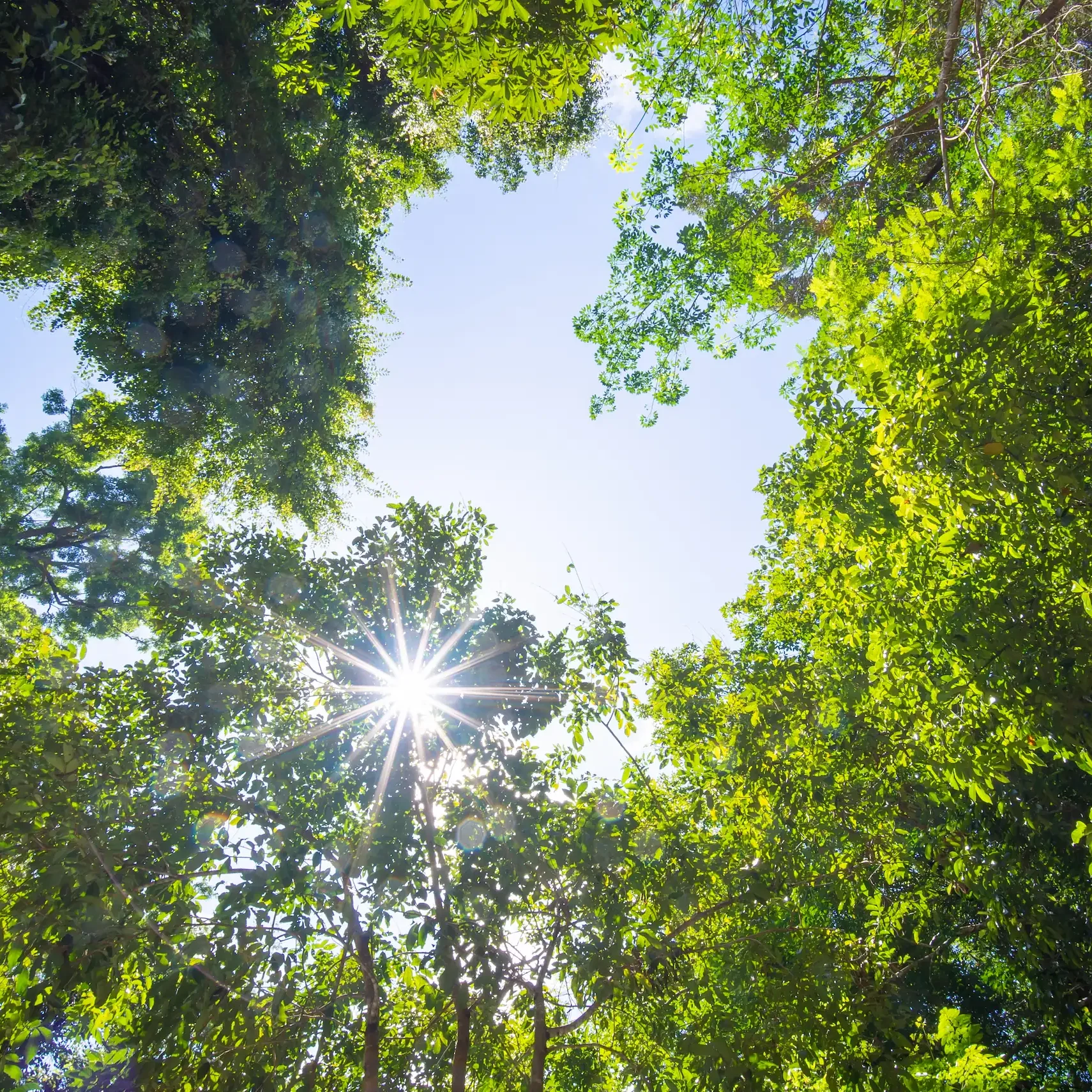 beautiful-green-tree-and-sunlight-flare-under-tree-2024-12-04-15-11-34-utc beautiful-green-tree-and-sunlight-flare-under-tree-2024-12-04-15-11-34-utc