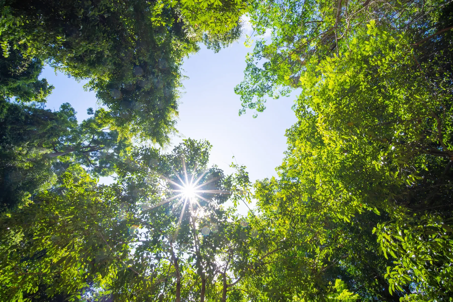 beautiful-green-tree-and-sunlight-flare-under-tree-2024-12-04-15-11-34-utc beautiful-green-tree-and-sunlight-flare-under-tree-2024-12-04-15-11-34-utc