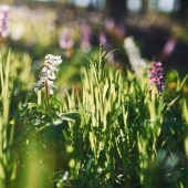 close-up-view-of-spring-plants-outdoors-at-daytime-2023-11-27-05-30-31-utc (1)