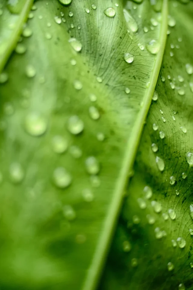 cool-background-of-a-green-leaf-covered-with-dewdr-2025-02-11-16-52-26-utc