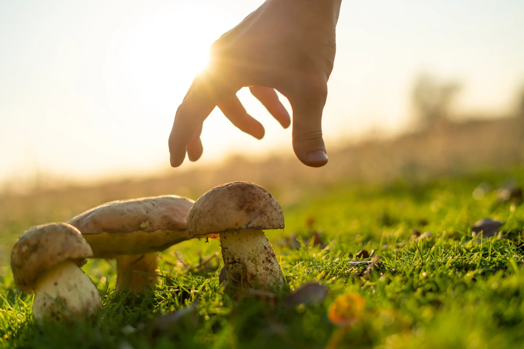 the-hand-picking-or-collecting-the-big-mushroom-bo-2024-09-25-23-12-18-utc